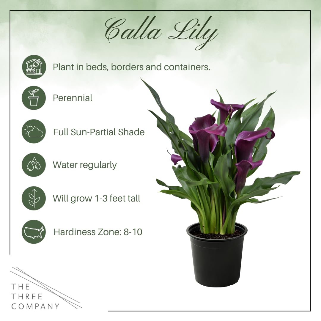 Live Flowering Calla Lily (2 Plants Per Pack) - Purple, 3+ Blooms - Beautiful Spring Perennial - 12" Tall by 5" Wide in 1 Qt Pot