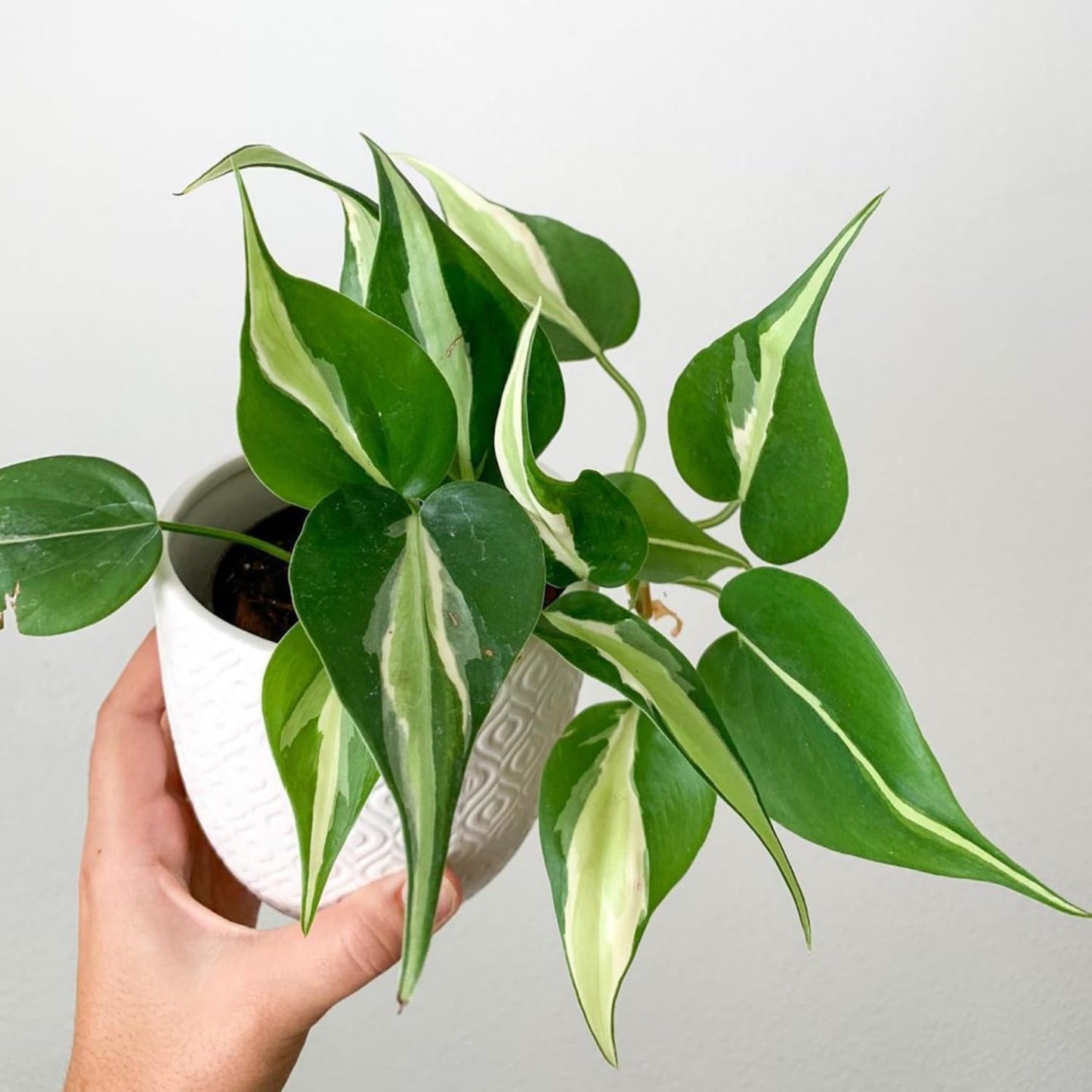 Philodendron Plant in 4 Inch Pot, Tropical Indoor Houseplant, Easy Care Foliage Plant for Home, Office, or Patio (Silver Stripe Philodendron)