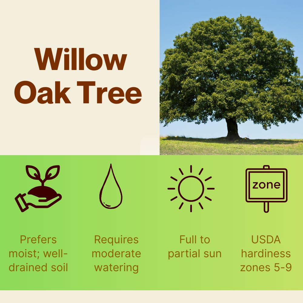 Set 2 Willow Oak Tree Live Plant, Hardy and Shade Tree for Outdoor Garden, Bare Roots from 12 to 18 Inches Tall