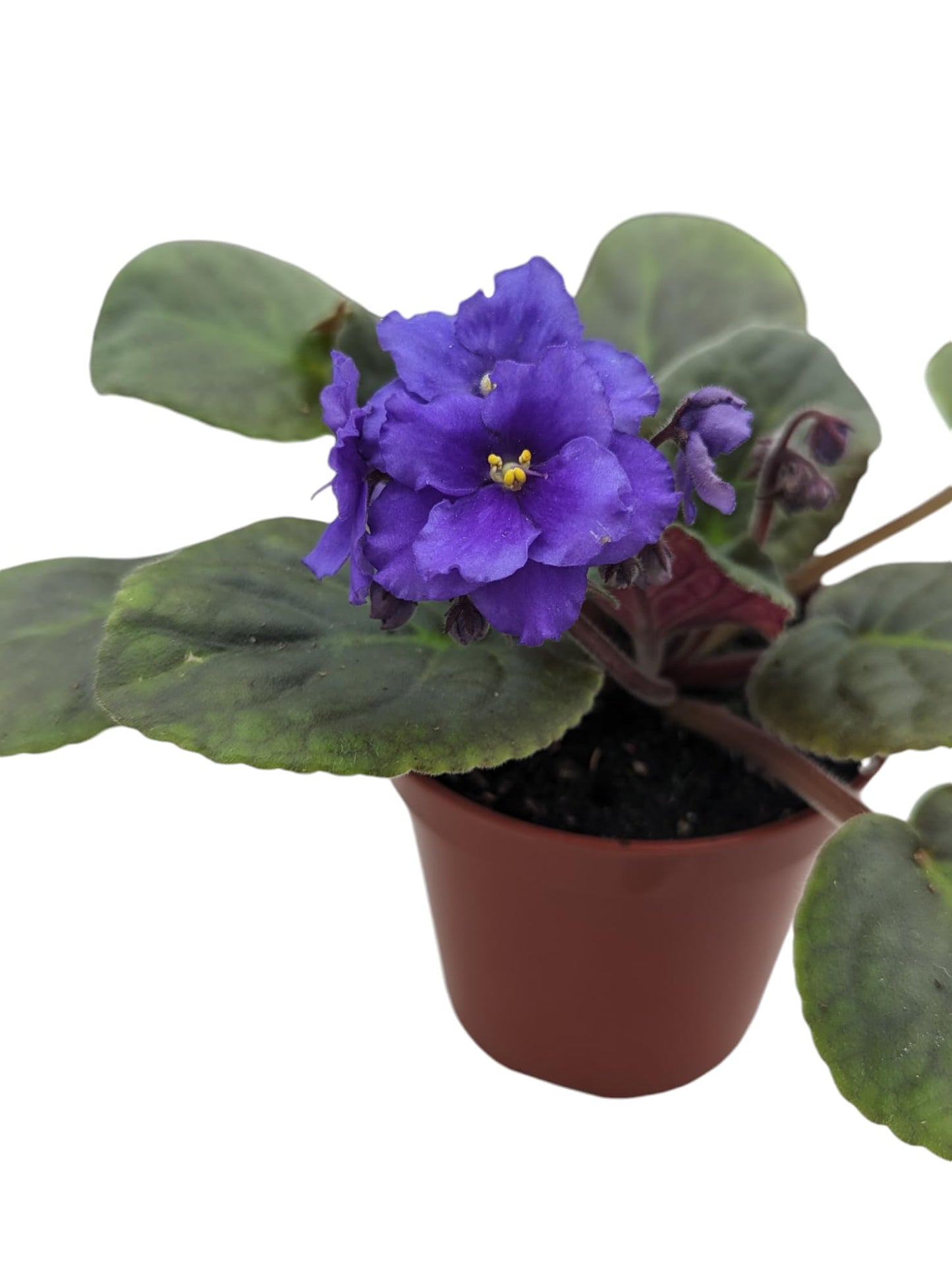 Novelty African Violet Plant in 4" Pot, Purple Blooms