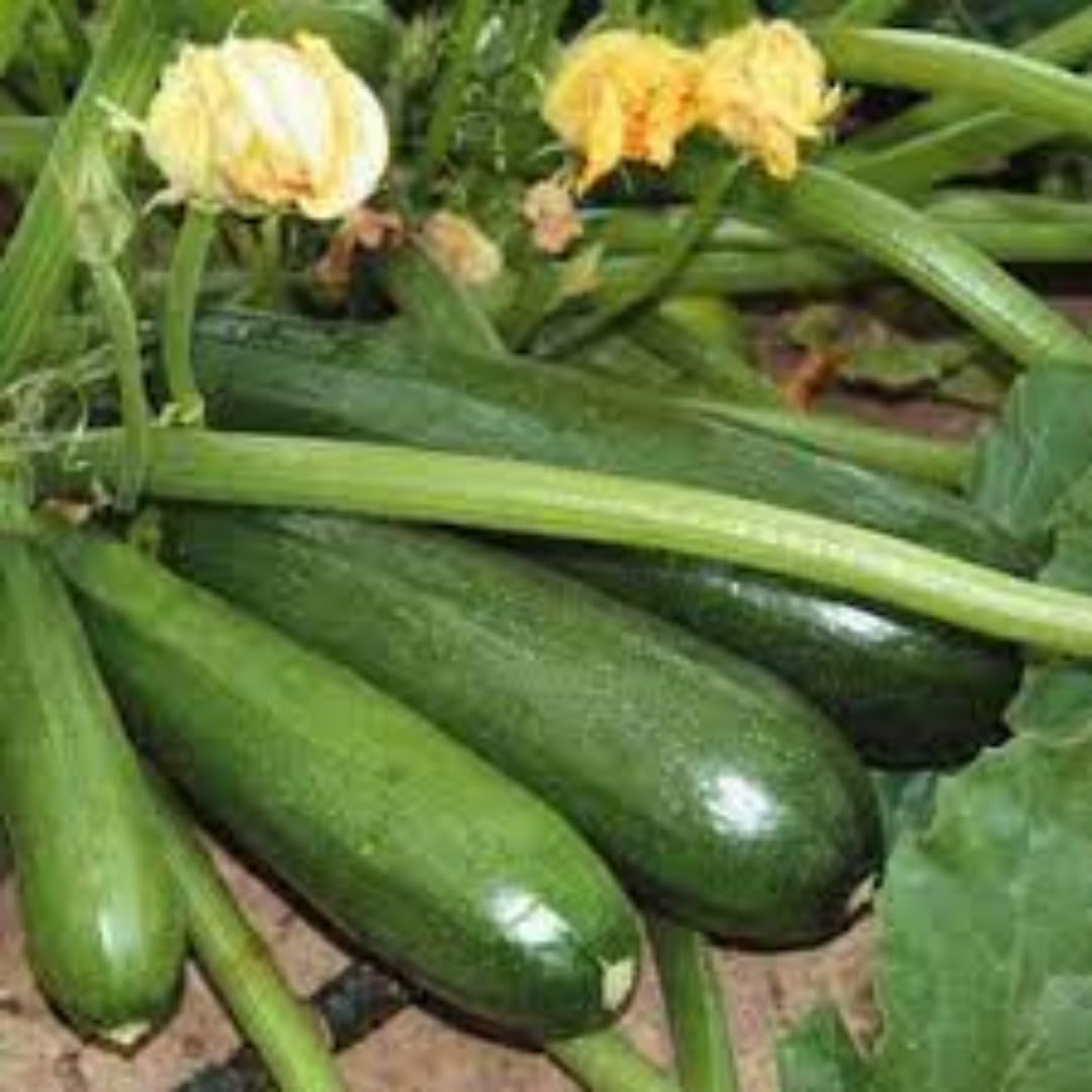 2 Green Squash Plants Live, 4 to 6 Inch Tall, Squash Zucchini Plants Gardening