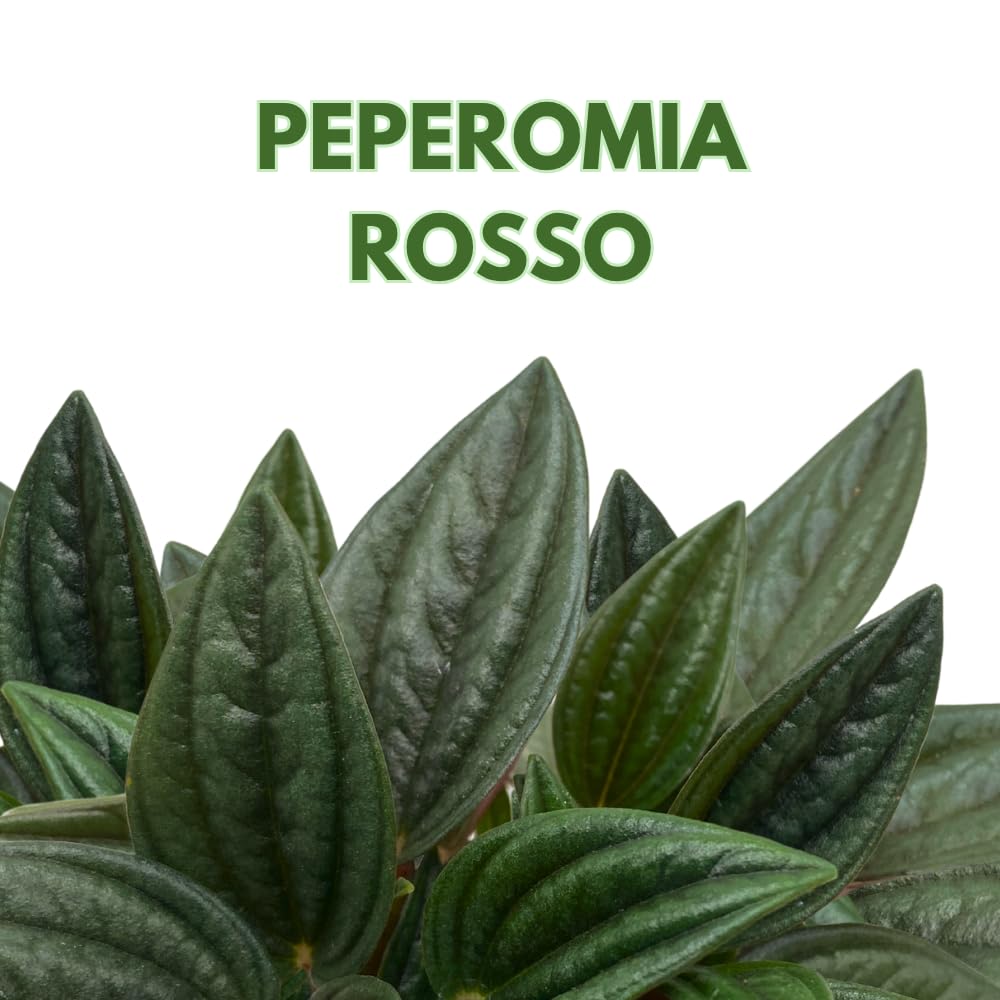 BubbleBlooms Peperomia Rosso albovittata in a 4 inch Pot
