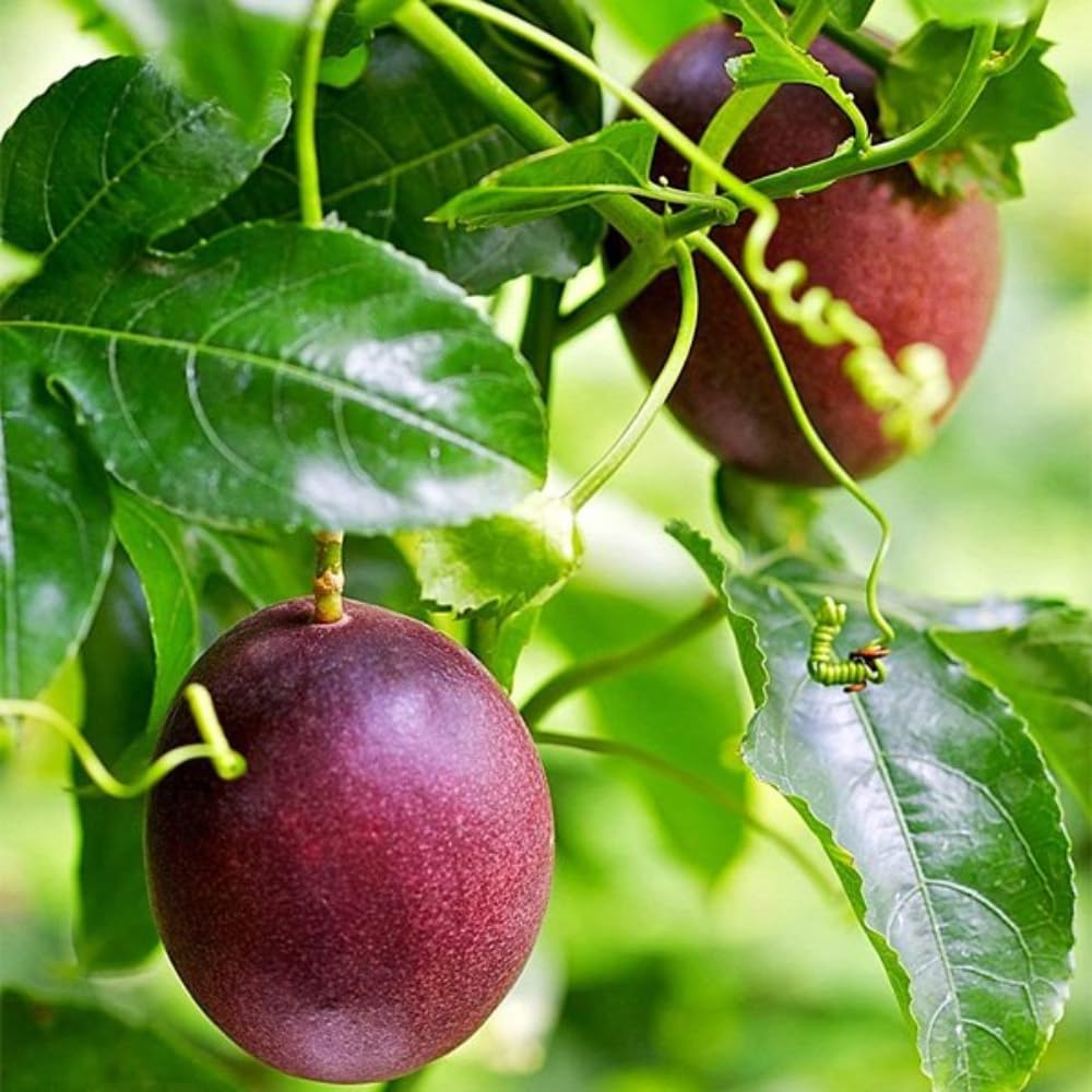 Red Passion Fruit Vine Plant Live, Perennial Tropical Fruit Tree for Garden or Trellis, 5-10 Inches Tall, Passionfruit Seedling