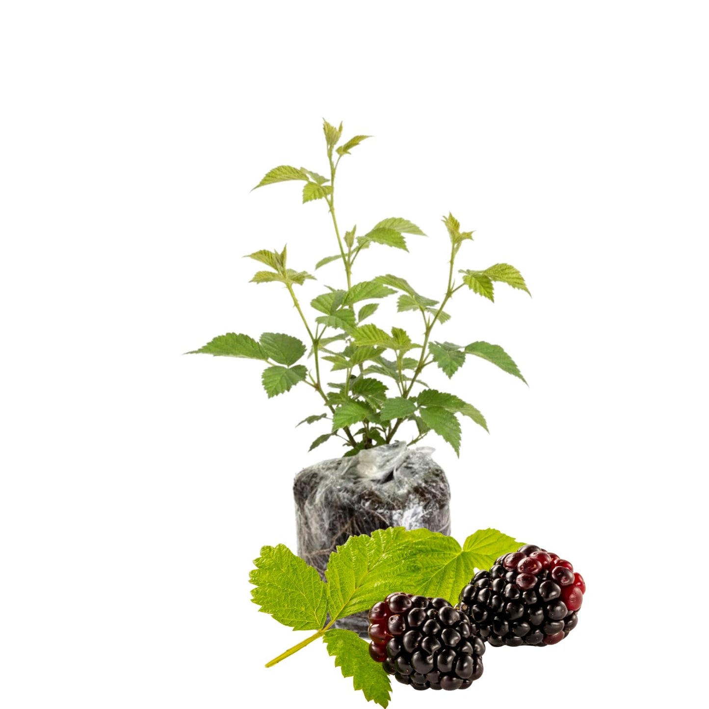 2 Boysenberry Tree Plant Live, Sweet Boysenberry Tree 4-6 Inc, Edible Fruit Plant for Outdoor Landscape