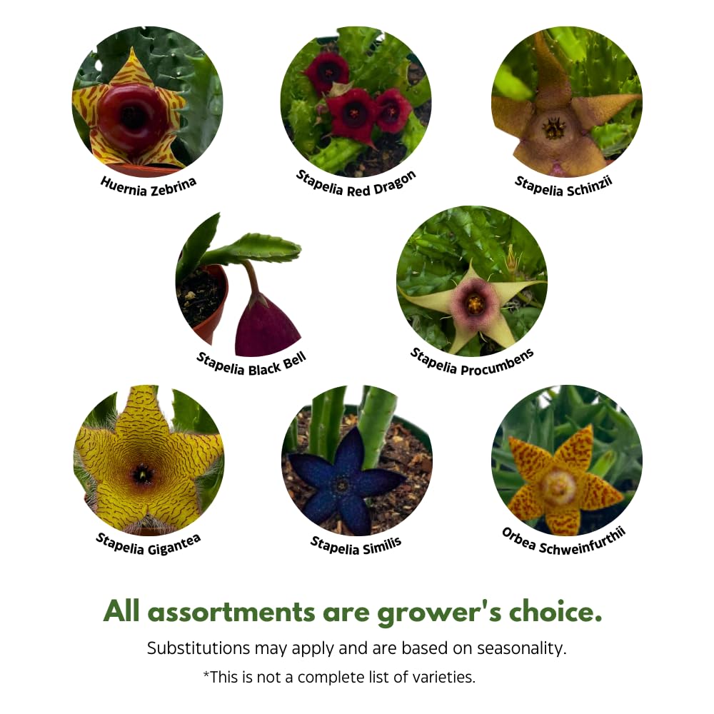 BubbleBlooms Huernia Stapelia Assortment 3 Different stapelias in 4 inch pots Grower's Choice May Include Lifesaver, Red Dragon, Black Bells