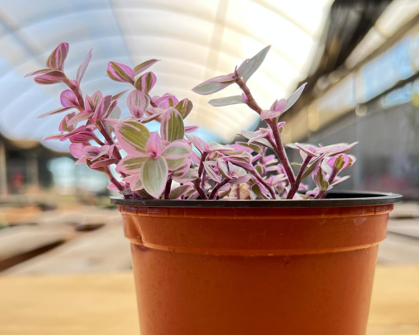 Sprout N Green Rare Pink Succulent Callisia repens 'Pink Lady', Live Plant Fully Rooted in 4" Pot, Home Office Wedding Decor DIY Project Party Favor, Garden Beginner Friendly, Keep Away from Pets