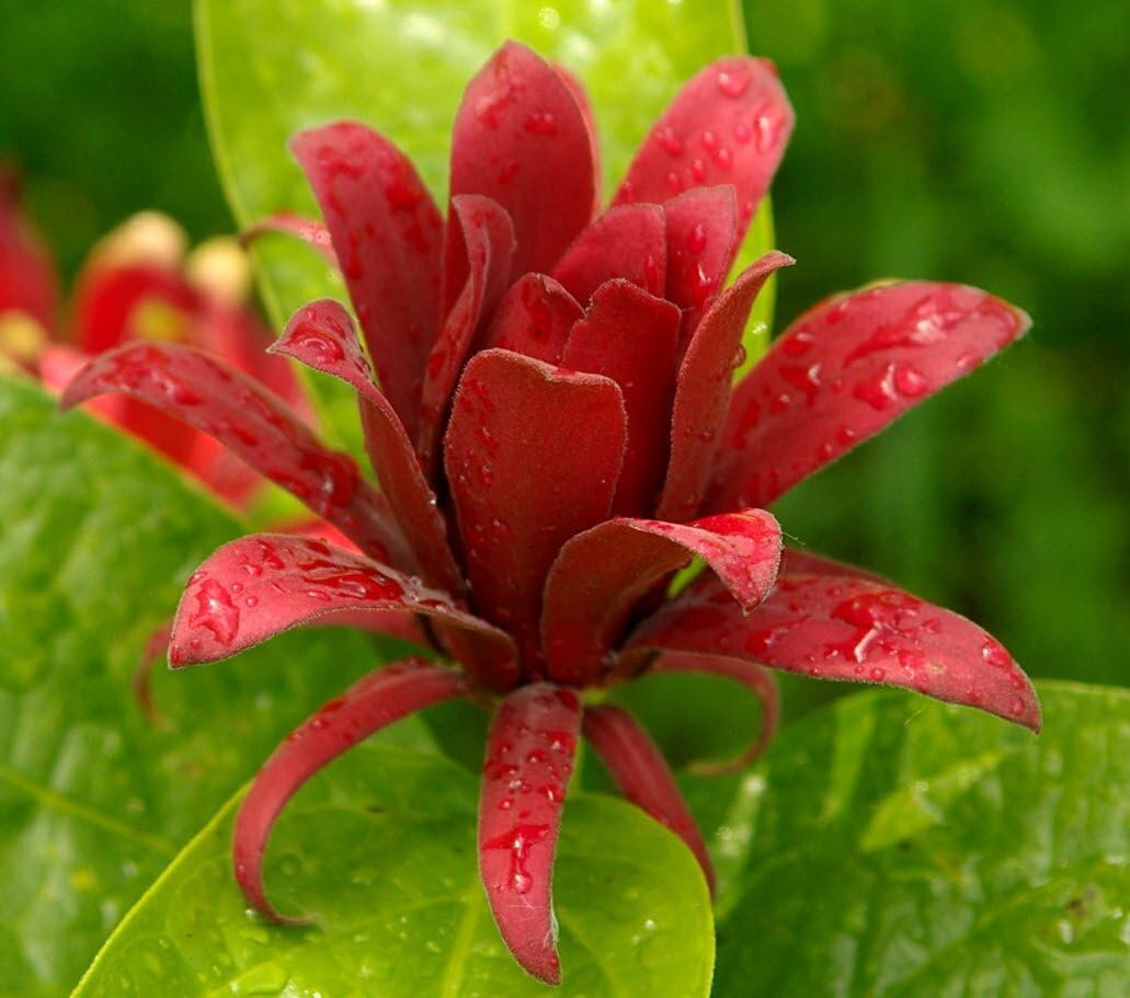 Live Plant - 2 Carolina Allspice/Sweet Shrubs - 6-18" Plants - Qt Pots - Calycanthus floridus