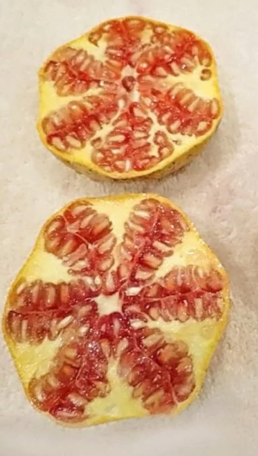 Live Plant - Rare Azadi Pomegranate Tree – Sweet, Productive, & Easy to Grow!