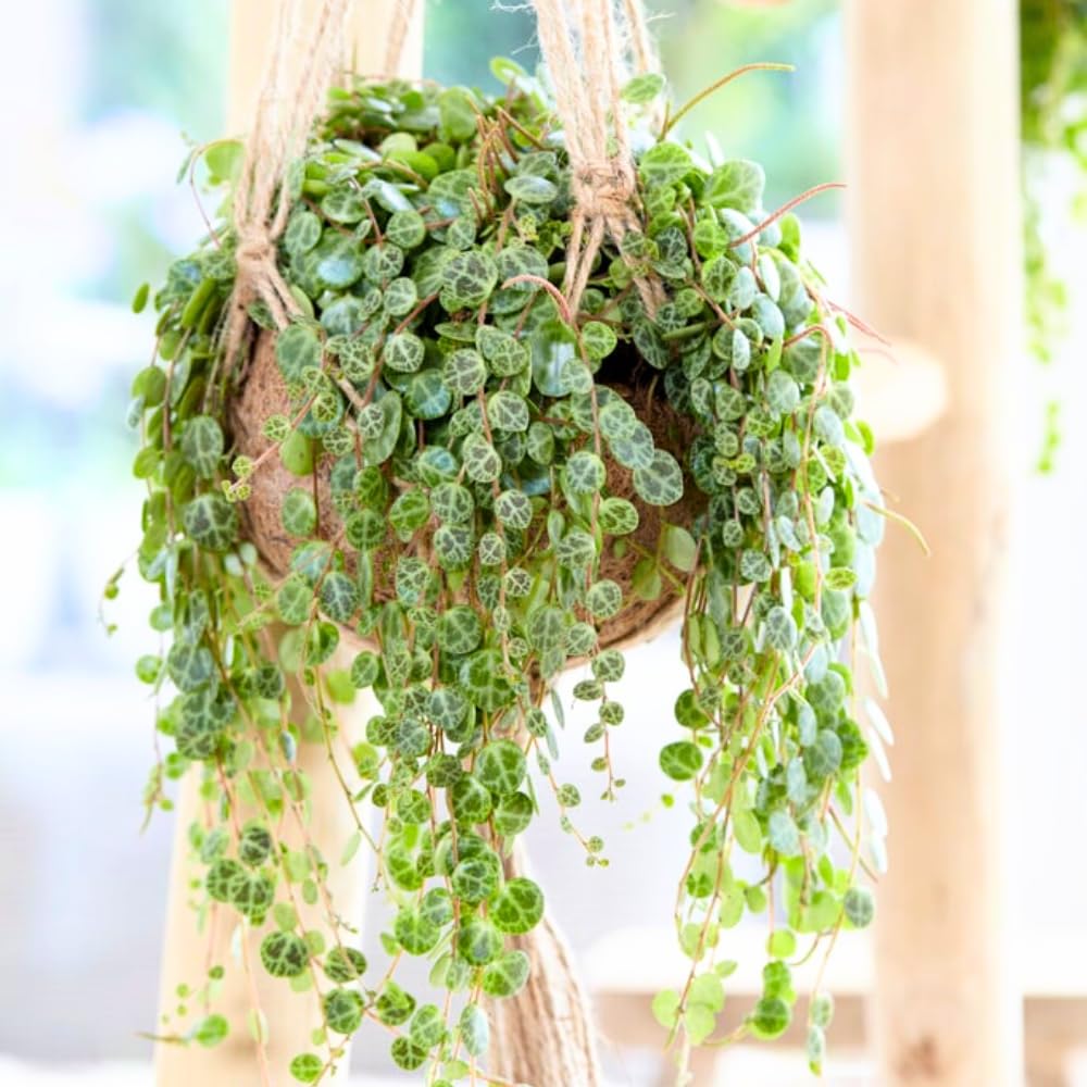 String of Turtles Plant Live in 3" Pot, Peperomia Trailing Houseplant, Green Leaves for Indoor Growing