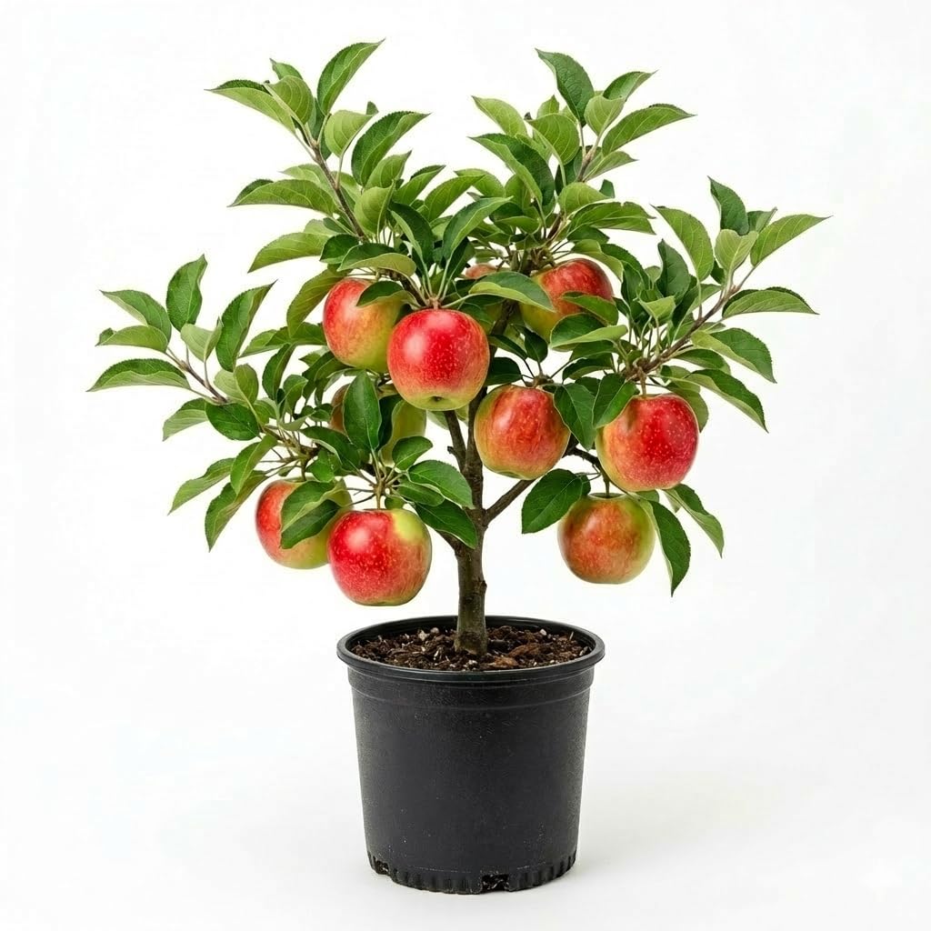 Red Apple Tree 2–3 Ft Tall, Fruit Apple Tree Plant for Outdoor Garden, Sweet Crisp Apples for Backyard Orchard or Home Garden Growing
