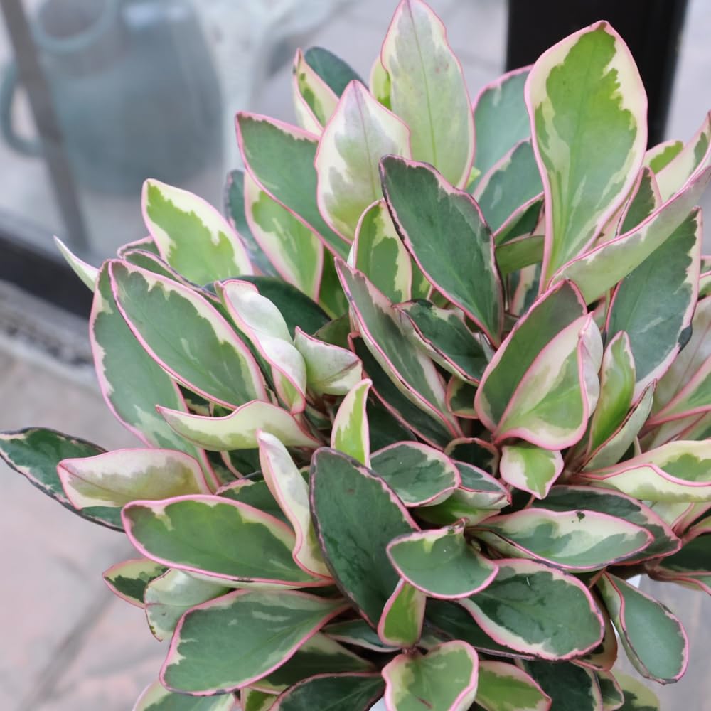 Peperomia Rainbow Plant Live, Variegated Foliage Indoor Houseplant, 4-7 Inches in Height, 3.5 Inch Pot for Planting