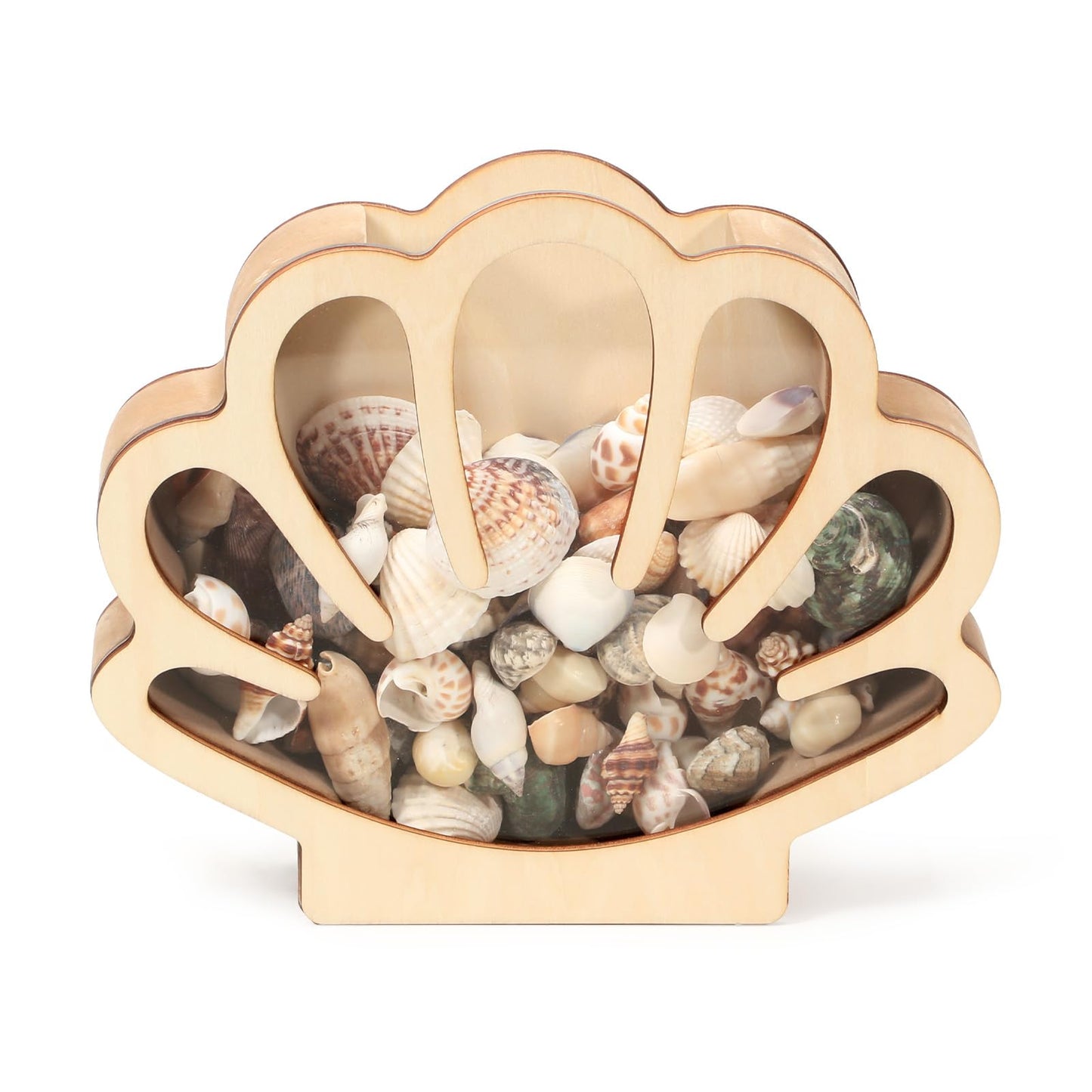 Xylolfsty Seashell Display Box Wooden Seashell Holder with Acrylic Panel Storage Box for Shells Sea Glass Small Starfish Shark Tooth Seashell Collection Home Decor Birthday Present
