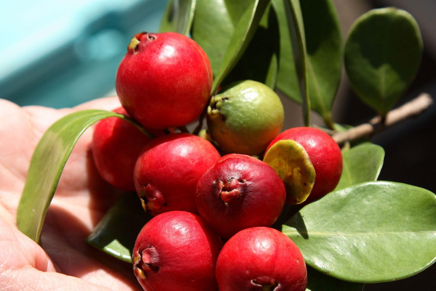 Guava Tree Live Plant, Red Guava Plant Live for Planting, 8 to 12 Long, Half Gallon Pot