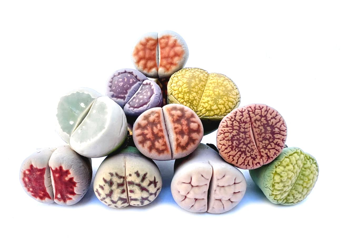 Pack of 10 Live Exotic Lithops Plant Large Size Rare Living Stone Seedling Perfect Terrarium Addition