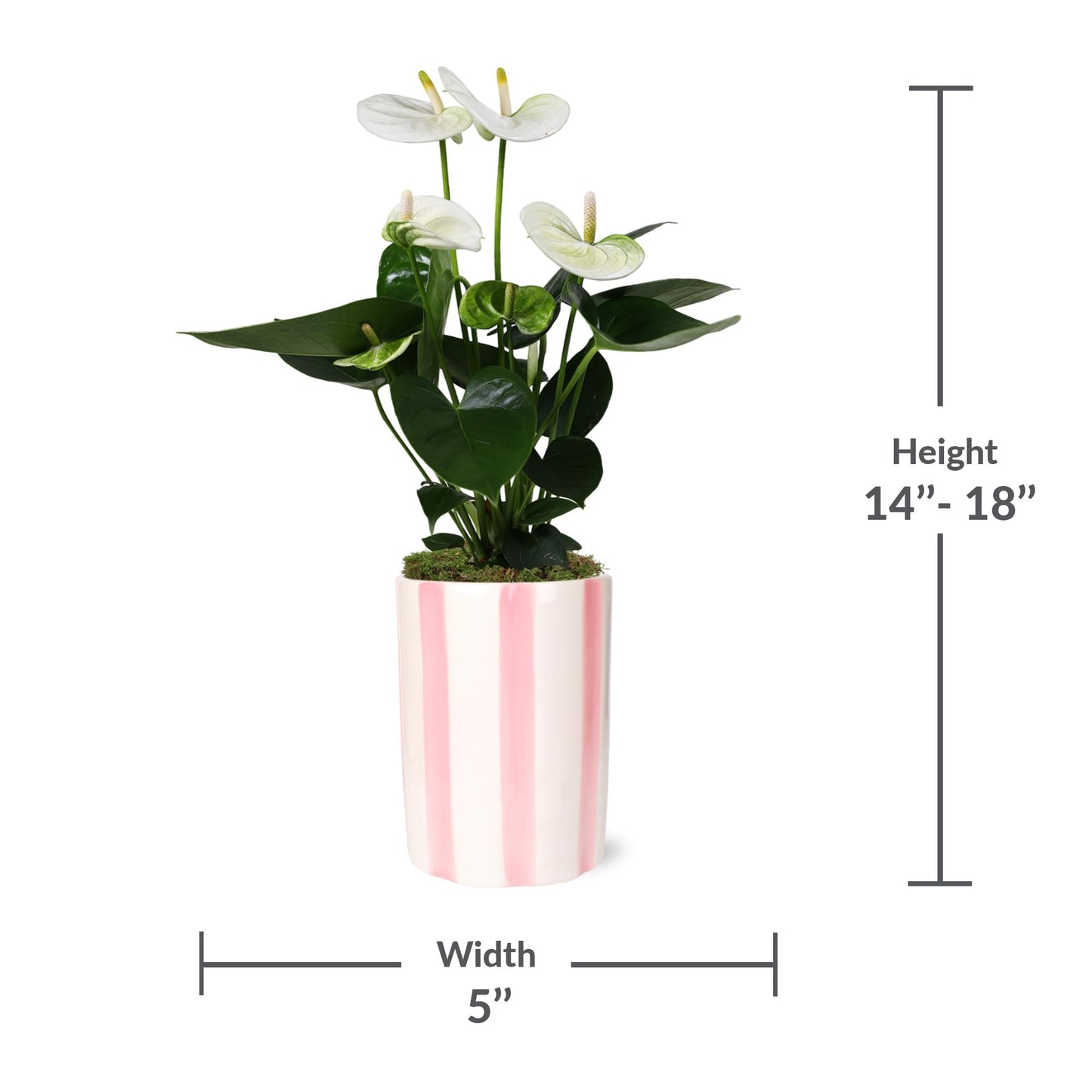 Green Circle Growers 5" White Anthurium in 5" Hollywood-Pink Pot, Live Indoor Plants, House Plant