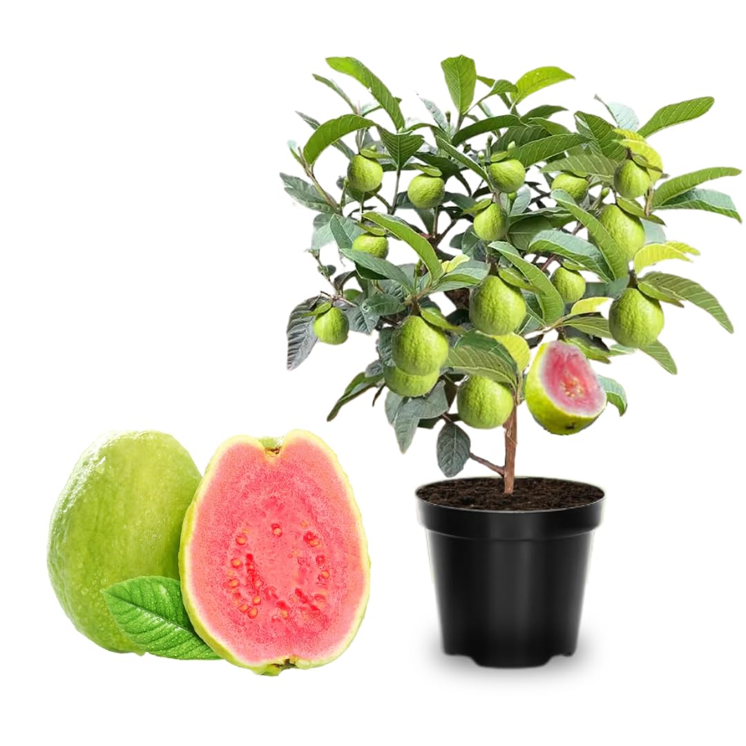3 Years Old Pink Guava Tree 2 Feet Tall Well-Rooted, Fruiting Airlayered for Planting, Grafted Guava Trees Live Plant