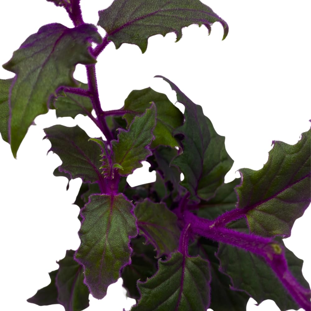 BubbleBlooms Purple Passion Velvet Plant Gynura Aurantiaca in a 4 inch Pot
