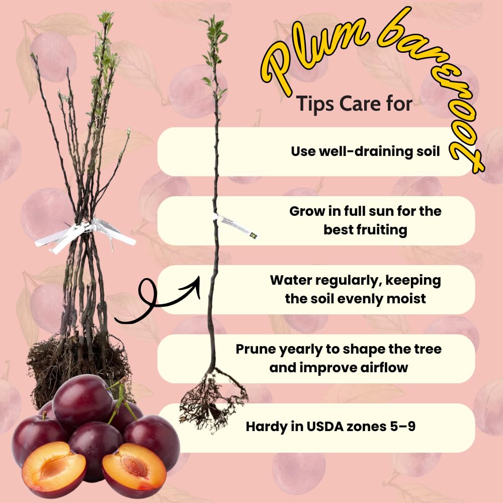 Red Plum Tree 3 Feet Tall, Hardy Plum Variety for Planting, Sweet Plum Fruit, Dormant in Winter, Bareroot