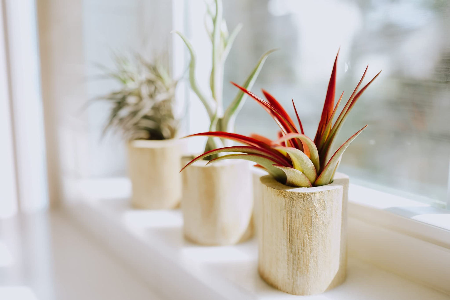 Large Natural Cork Bark DIY Kit with Five Assorted Air Plants, Glue and Hook - Live Tillandsia Succulent House Plant - Wholesale and Bulk - Easy Care Indoor and Outdoor Plants