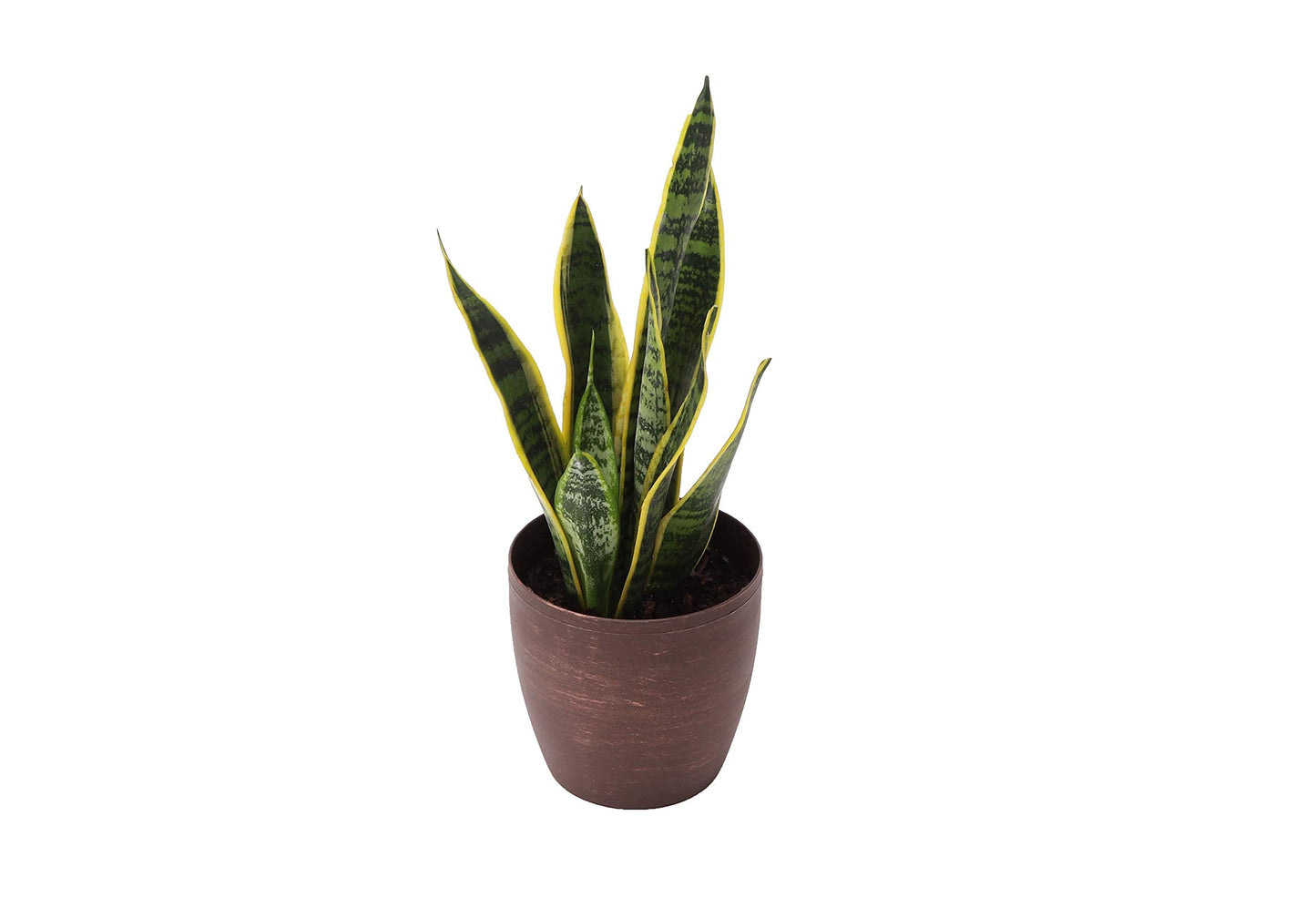 Thorsen's Greenhouse Low Light Houseplant Set, Live Indoor Plants, 3 Pack of Plants, Copper Pots, 4" Diameter