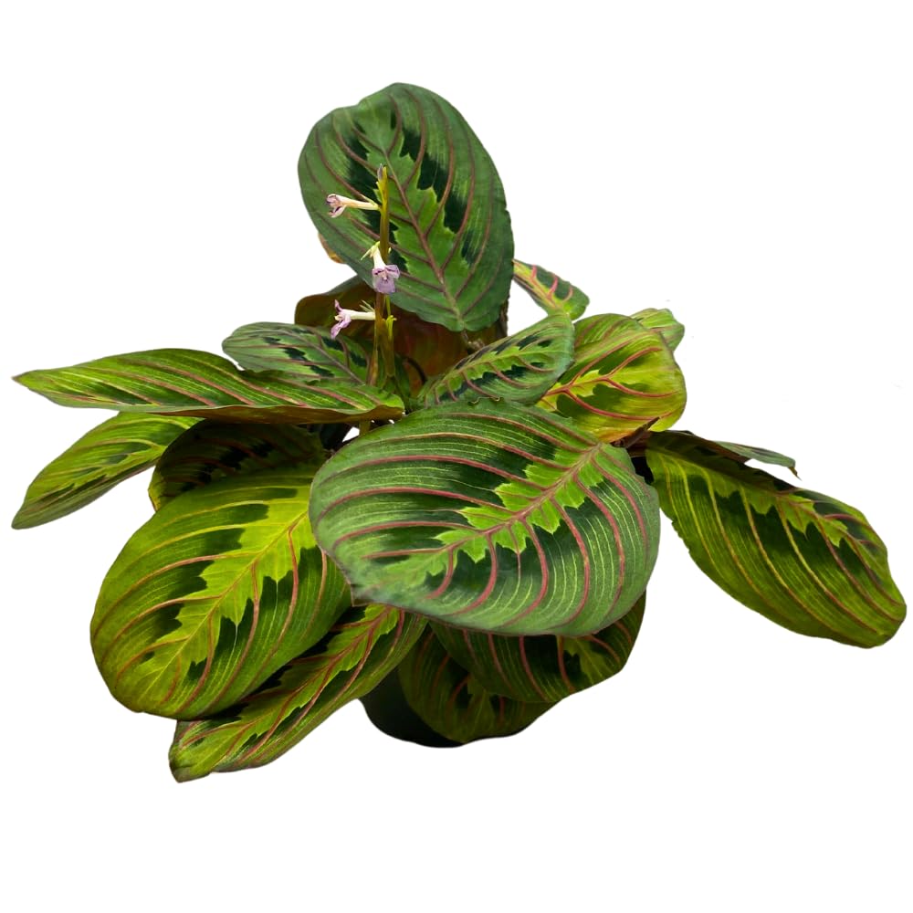 BubbleBlooms Red Veined Prayer Plant Maranta leuconeura in a 4 inch Pot