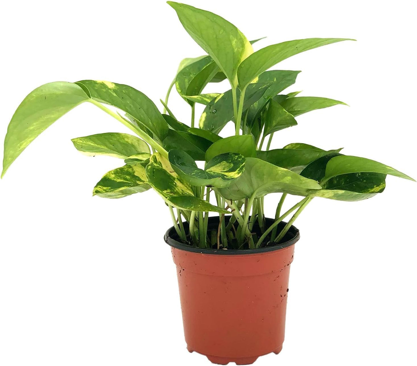 Live Pothos Plant - Epipremnum aureus Golden Pothos Plant - ragnaroc Tropical Plant 5-8” Tall - 2ct Live Arrival Guaranteed - Low Maintenance House Plants for Home Decor & Gift