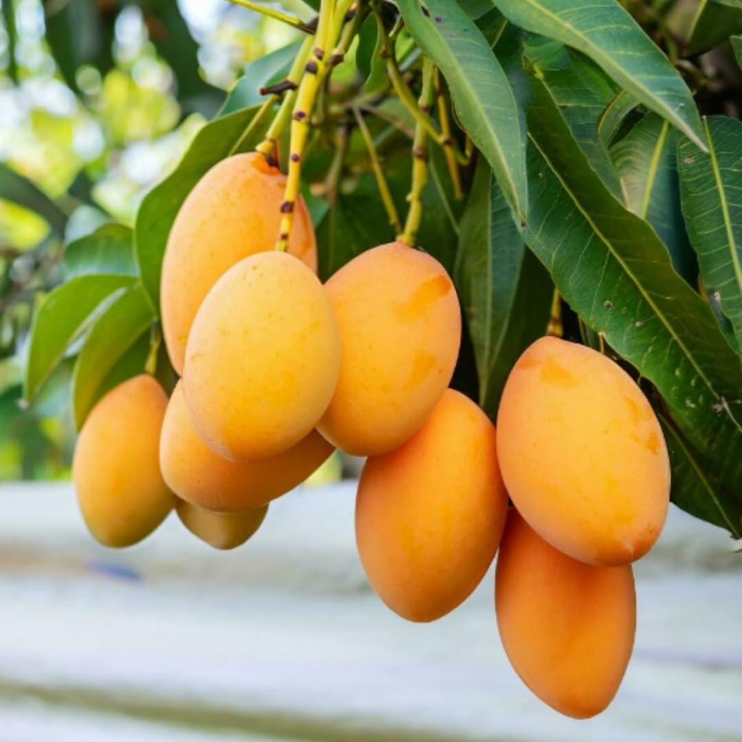 Sweet Mango Tree Live Plant, Live Yellow Mango Tree Plant, 5 to 10 Inc Tropical Trees Fruit for Growing Outside