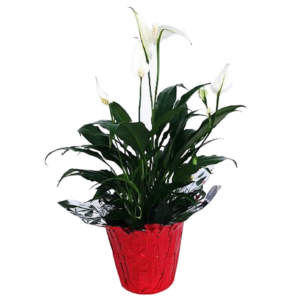 Peace Lily Plant - Spathyphyllium - 4" Pot/Decorative Pot Cover