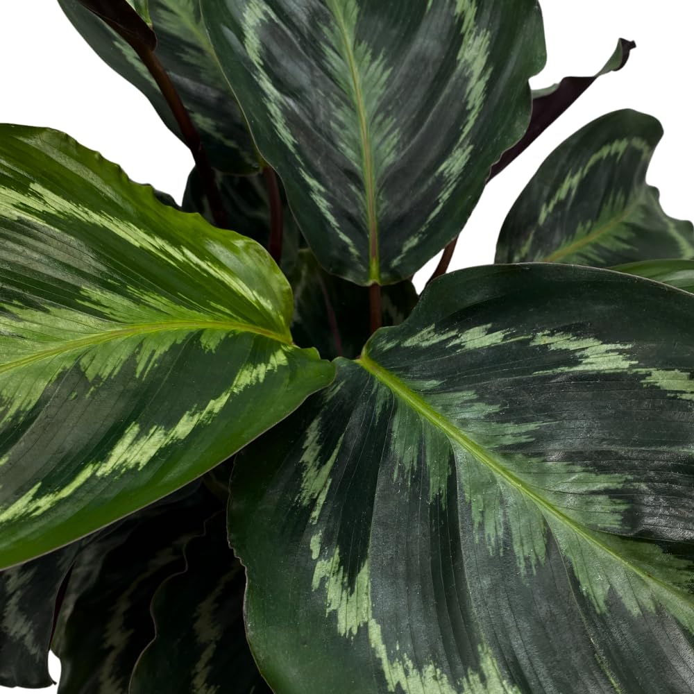 BubbleBlooms Calathea Medallion, Roseopicta in a 4 inch Pot Regal Rose, Rabbit Ear Prayer Plant