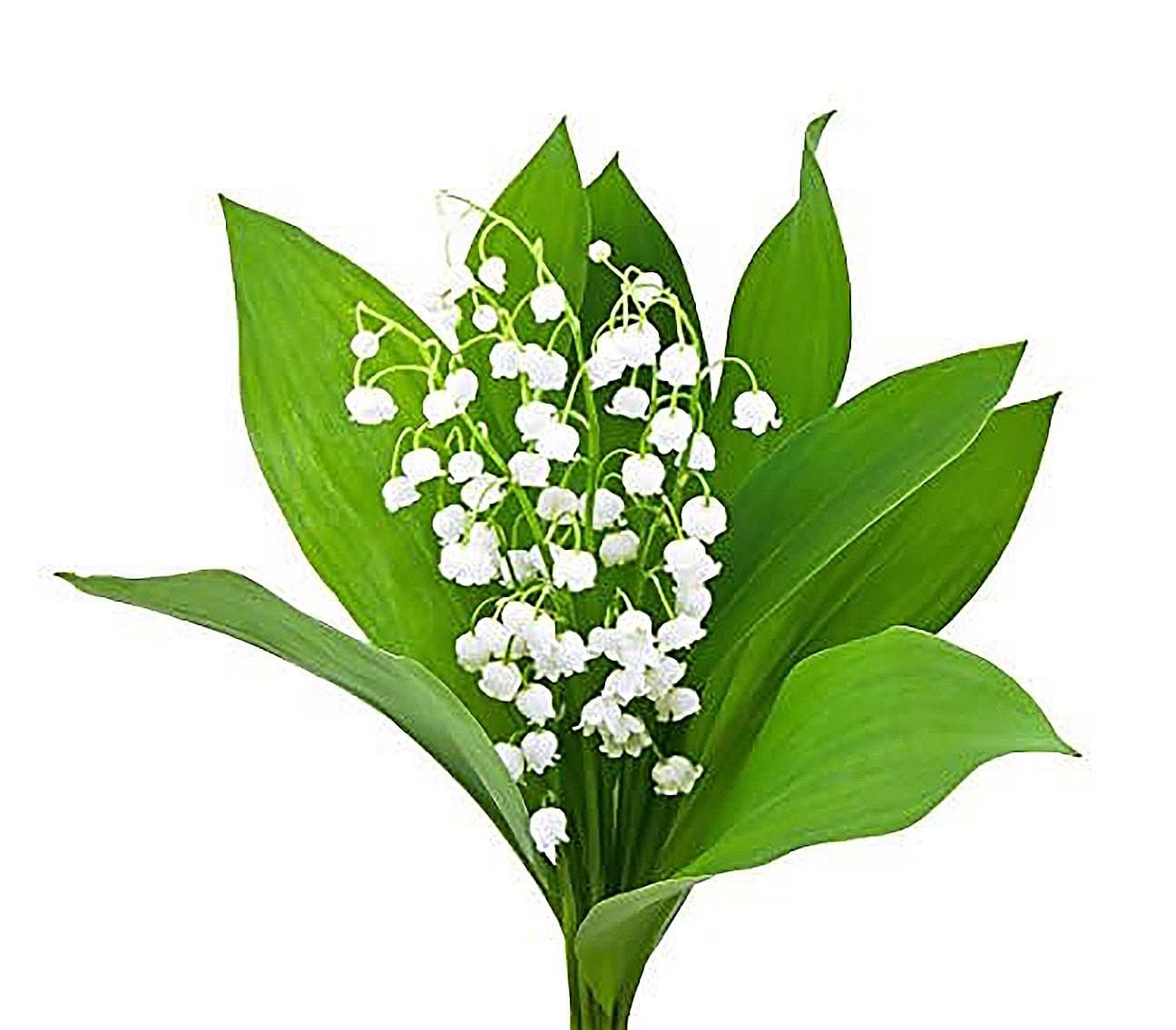 6 Large, Fresh, Plump Lily of the Valley Bare Root Plant Pips for Bloom Next May