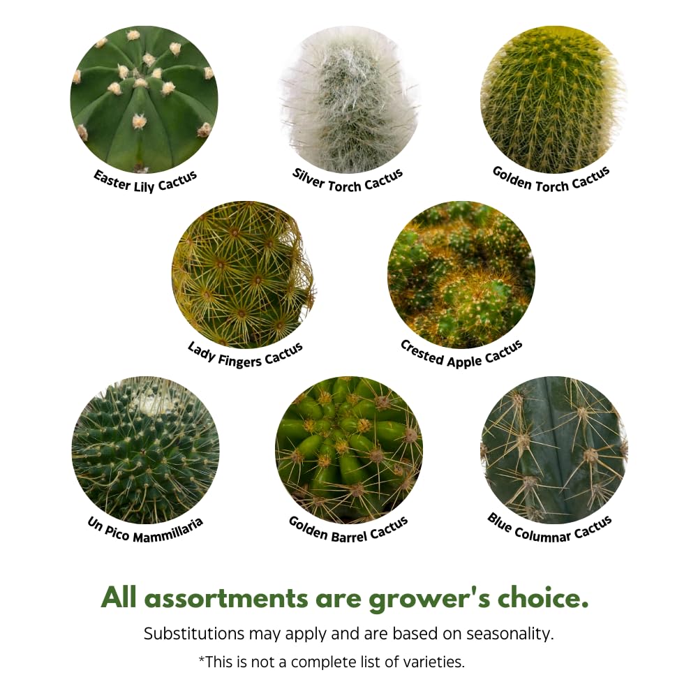 BubbleBlooms Cactus Assortment, 4 inch Set of 3, Best-Sellers Most Popular Cacti Variety