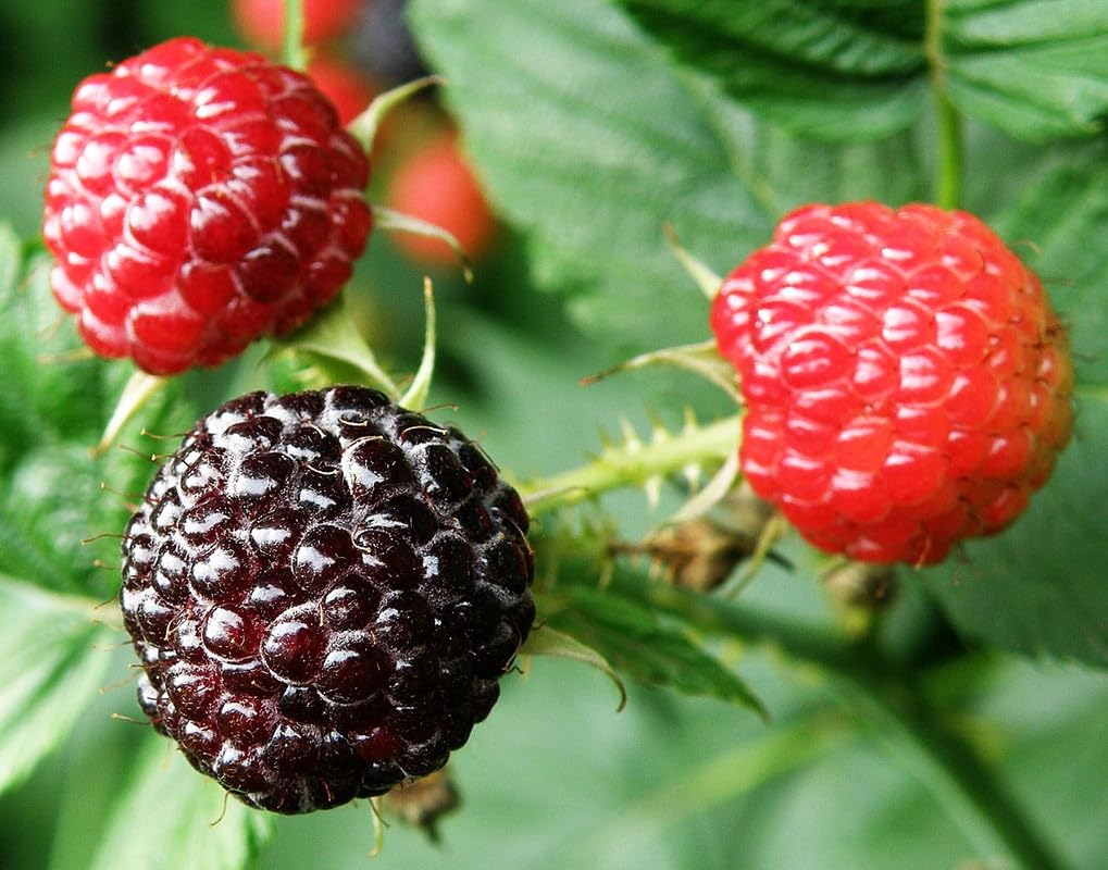 1 Black Raspberry Plant Live for Planting 6-12 Inches Tall, Everbearing Raspberry Plants Sweet Raspberry Fruits Starter Plant