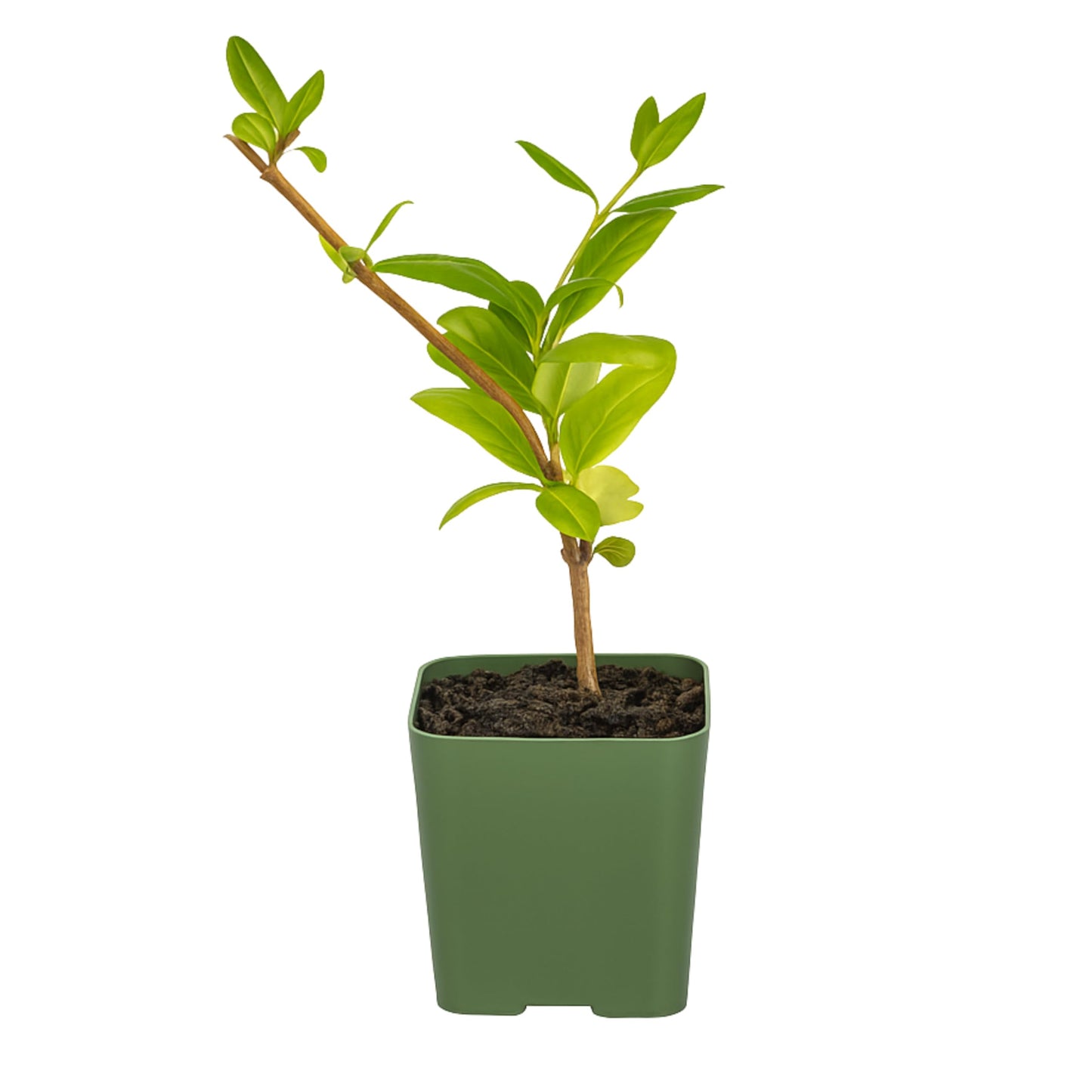 White Fragrant Japanese Honeysuckle Vine, Starter Plant, Climbing Landscape Outdoor Garden Plant 2 inch Pot (1)