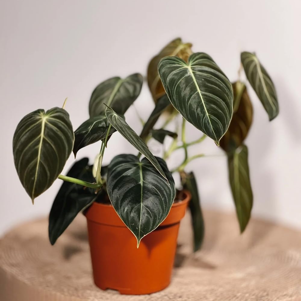 Variegated Philodendron Live Plant, Rare Indoor Houseplant Live Well Rooted 5-7 Inches, Container Growing, Home Office Decor (Giant Leaves Philodendron)