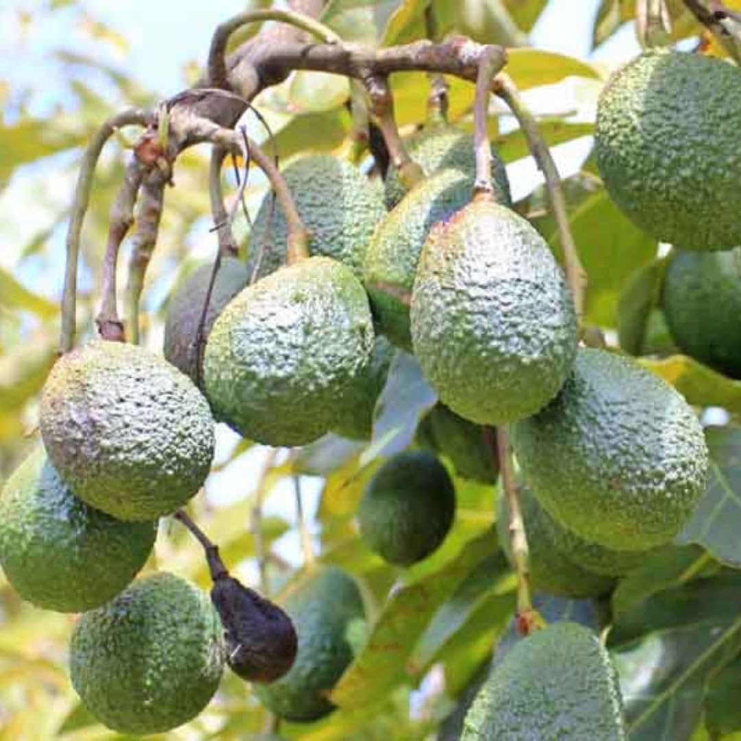 2 Years Old Avocado Tree Grafted, 1-2 Feet Tall in 3 Gallon Pot,Ready to Plant and Bear Fruit (Super HASS Dwarf)