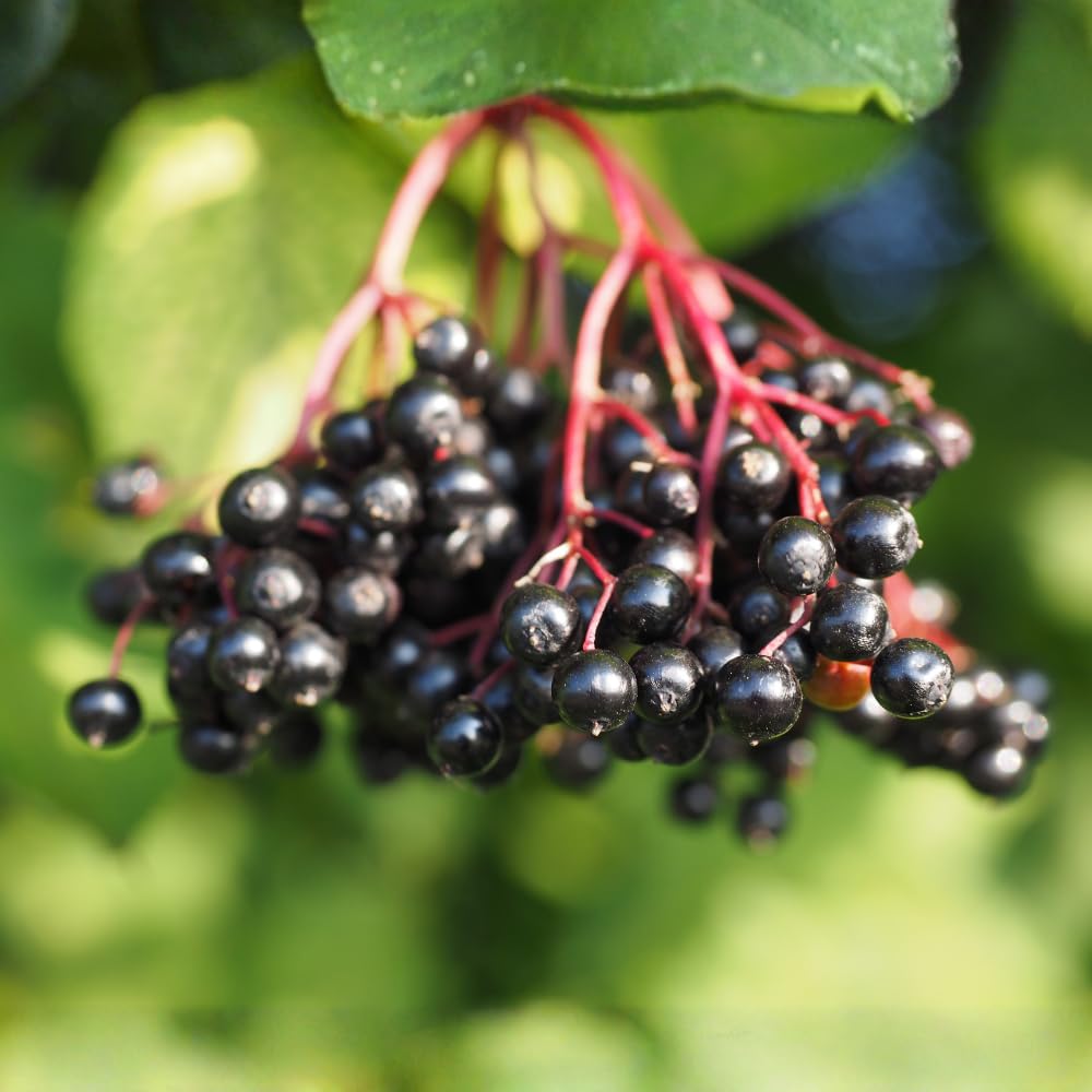 2 Black Elderberry Live Bare Root Plants | 8-12" Cold-Hardy Rooted Cuttings | Fast-Growing Deciduous Fruit Trees for Backyard and Patio | Easy to Care and Maintain