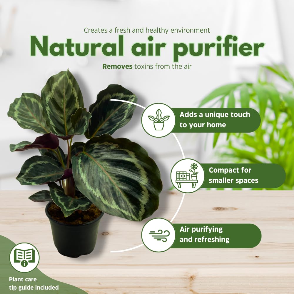 BubbleBlooms Calathea Medallion, Roseopicta in a 4 inch Pot Regal Rose, Rabbit Ear Prayer Plant