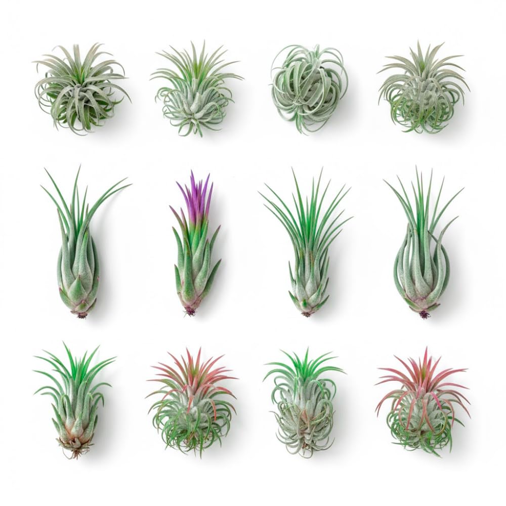 Tillandsia Air Plants, Live Succulents Indoor Plants, Assorted Airplants Variety for Decoration, Terrariums, and Office (12)