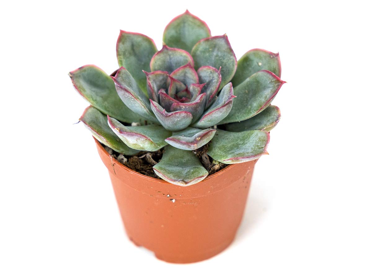 Josh's Frogs Desert Plant Kits for Arid Bioactive Terrariums (Extra Small)