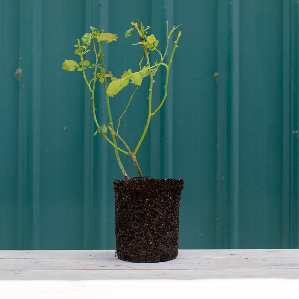 Heirloom Roses Rose Plant - Dawn Chorus Orange Rose Bush, Hybrid Tea Live Plant for Planting Outdoors