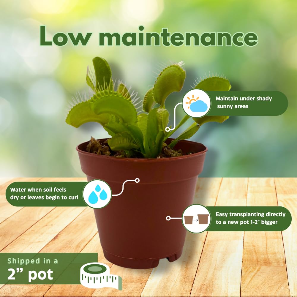 BubbleBlooms Carnivorous Plant in 2 inch Pot, Perennial Living Bug Catcher Tiny Mini Pixie Plant