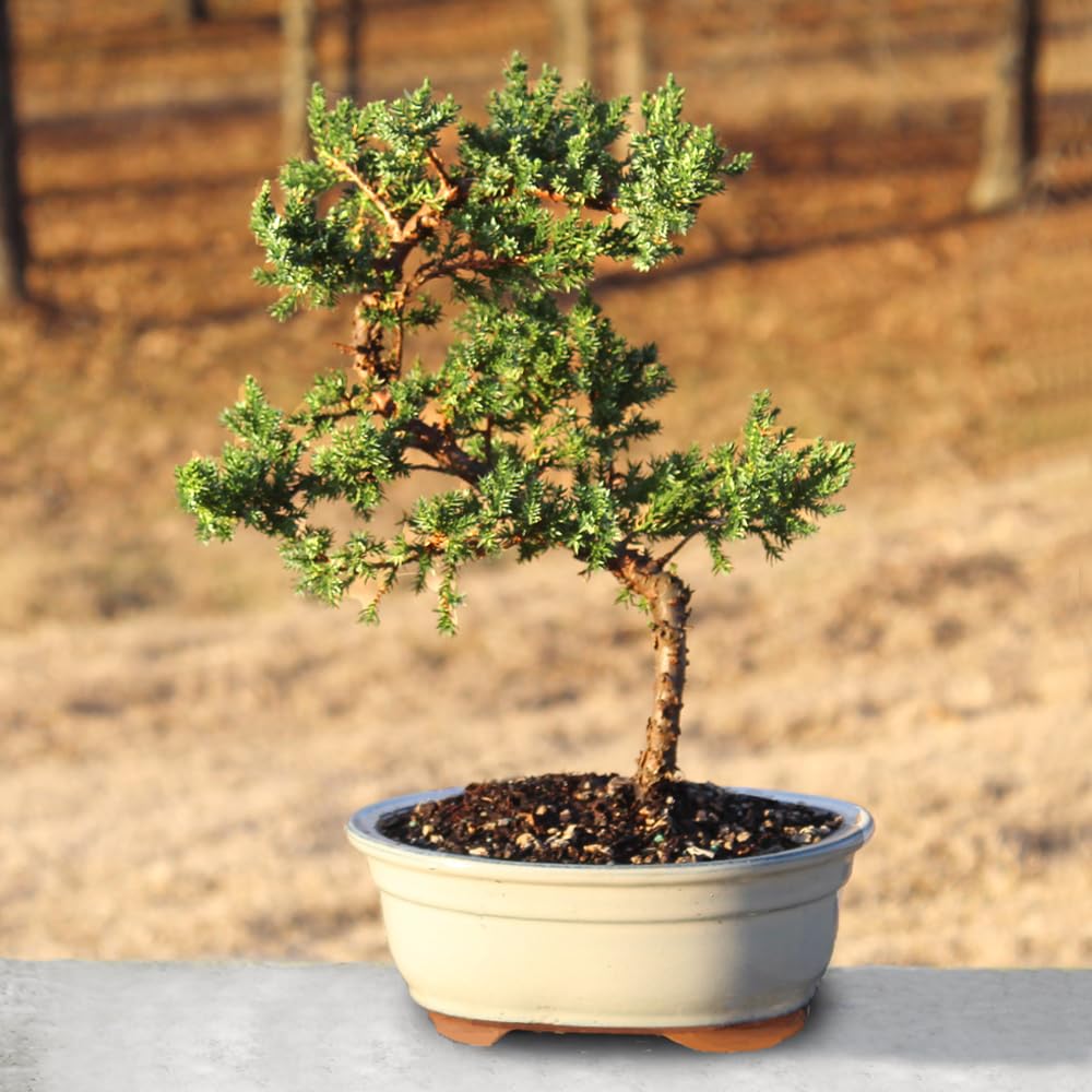 Brussel's Bonsai - Live Green Mound Juniper Bonsai Tree, Outdoor Bonsai Tree Live Plant, Medium Bonsai for Patio Garden Décor, Easy Care Evergreen Bonsai (Medium)