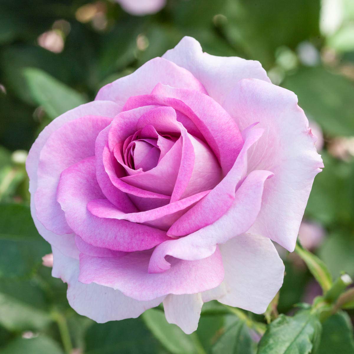 BRECK'S - Violets Pride Dormant Bare Root Floribunda Rose, Includes one Plant per Order