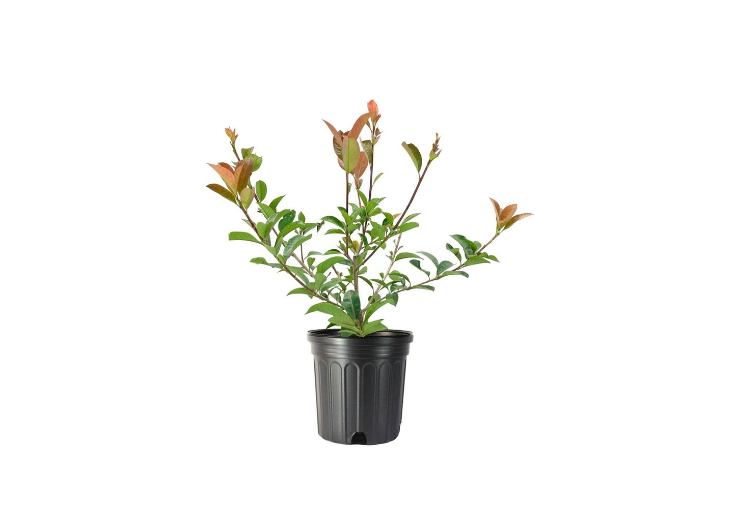 Photinia Red Tip | 1 Large Trade Gallon Size Plant | Photinia x Fraseri | Evergreen Landscape Hedge Shrub