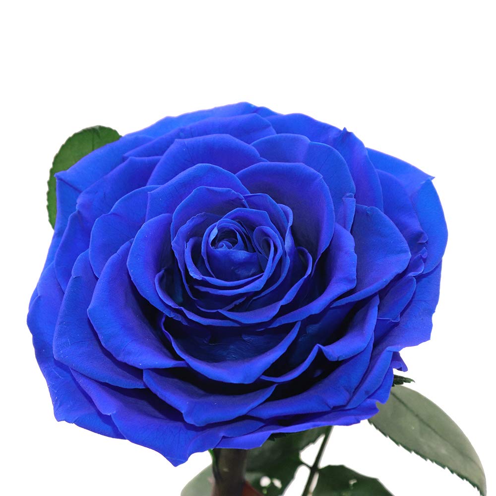 Preserved Roses Handmade Preserved Flowers in Glass Dome, Blue Rose Never Withered, Birthday Gifts for Women (13 inch)