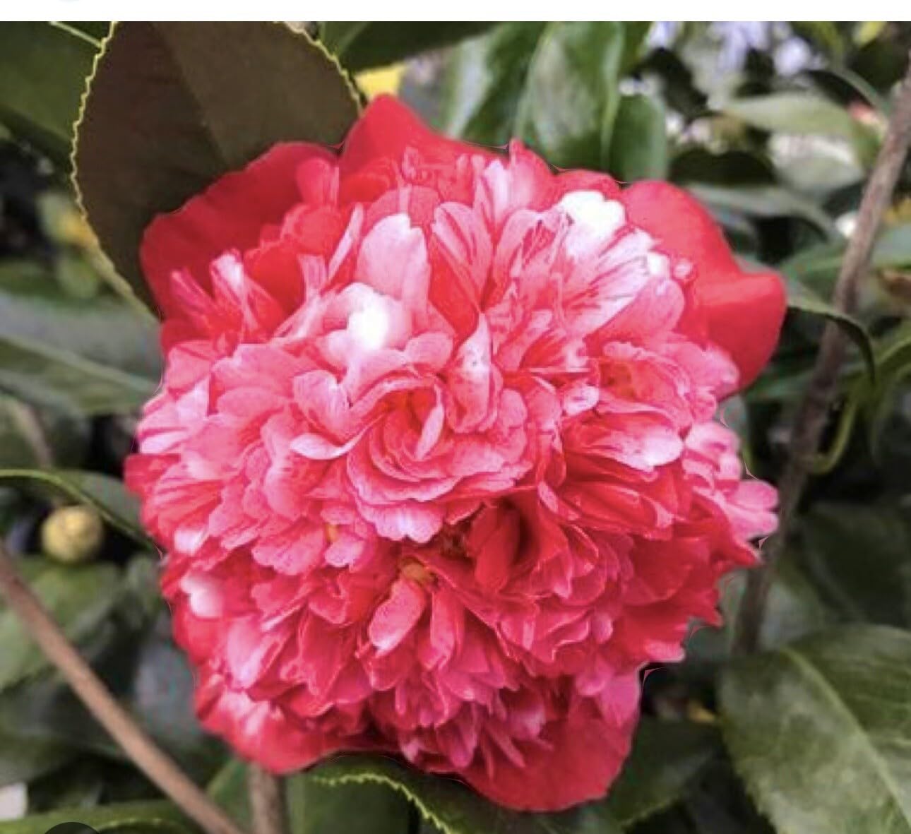 Live Plant - Laura Walkercamellia Japonica-Live Starter Plant