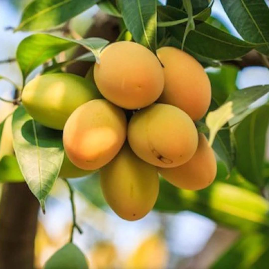Sweet Mango Tree Live Plant, Live Yellow Mango Tree Plant, 5 to 10 Inc Tropical Trees Fruit for Growing Outside