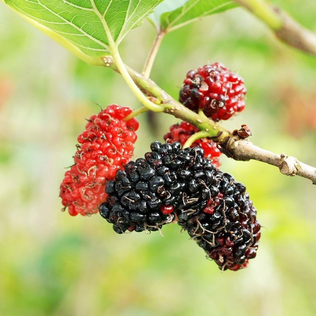 Live Plant - Red Mulberry Tree - 6-12" Tall - Live Fruit Plant - Bareroot Seedling