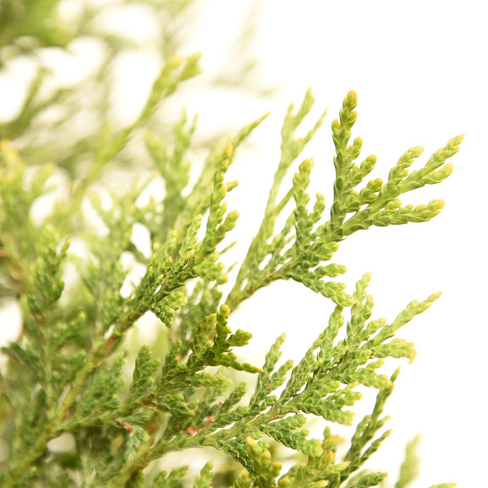 Perfect Plants Thuja Green Giant Live Plant, in 3 Gal. Grower's Pot, Includes Care Guide