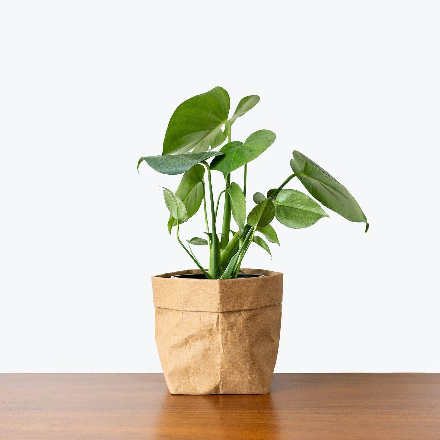 RedCrocus - RedCrocus Swiss Cheese Plant Monstera deliciosa - Indoor Tropical Foliage, Office Decor, Plant Lover Gift 12" Pot